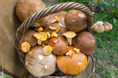  Fresh mushrooms on the wood.
