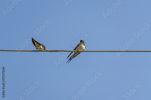 two swallows on a wire © IKvyatkovskaya