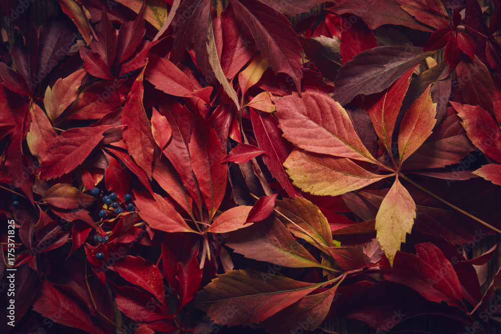 Fototapeta premium Buntes Herbstlaub