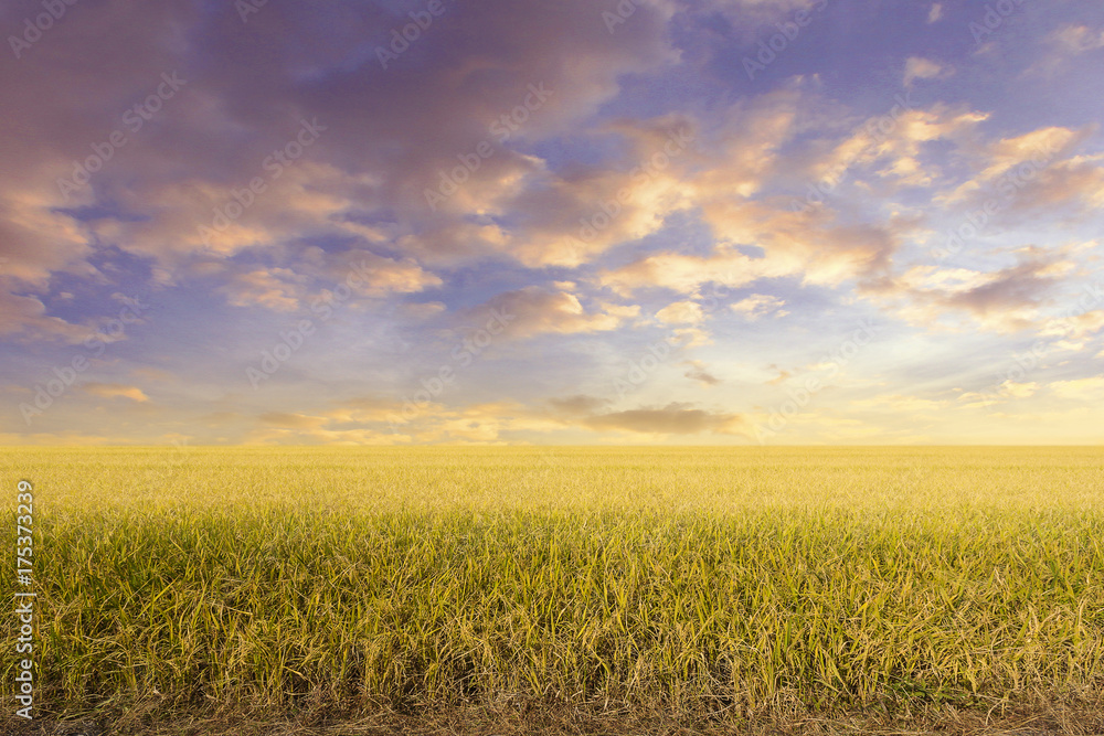 Golden rice fields of the spring Golden rice fields of the spring