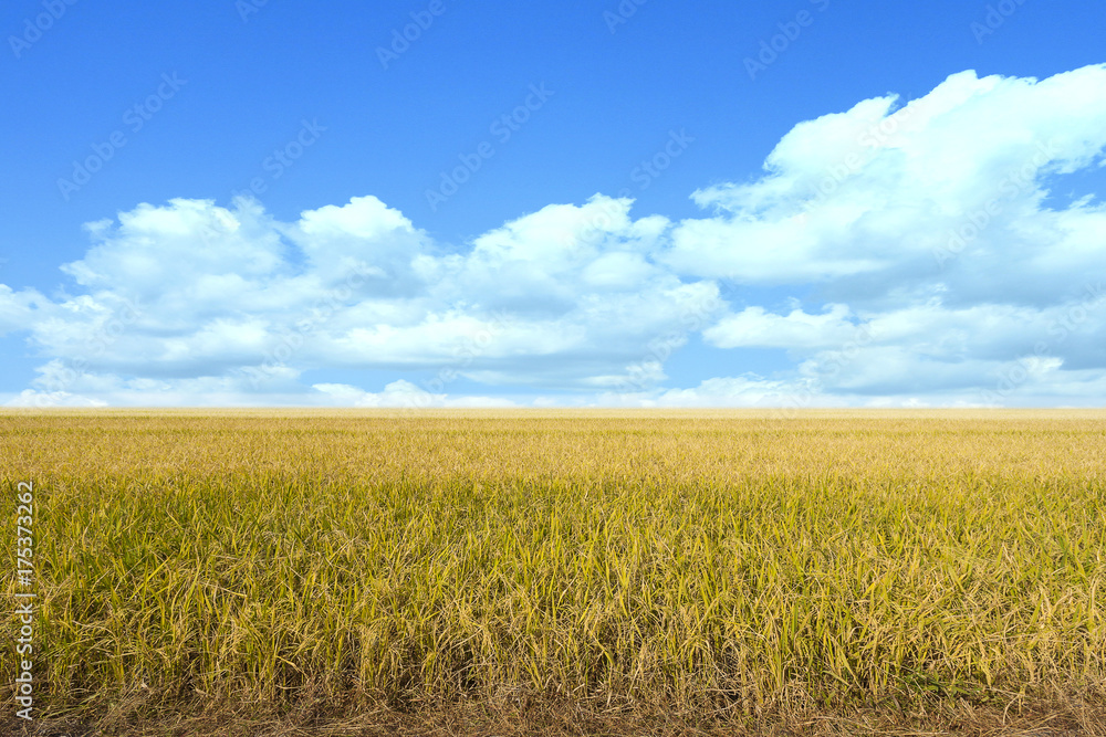 Golden rice fields of the spring