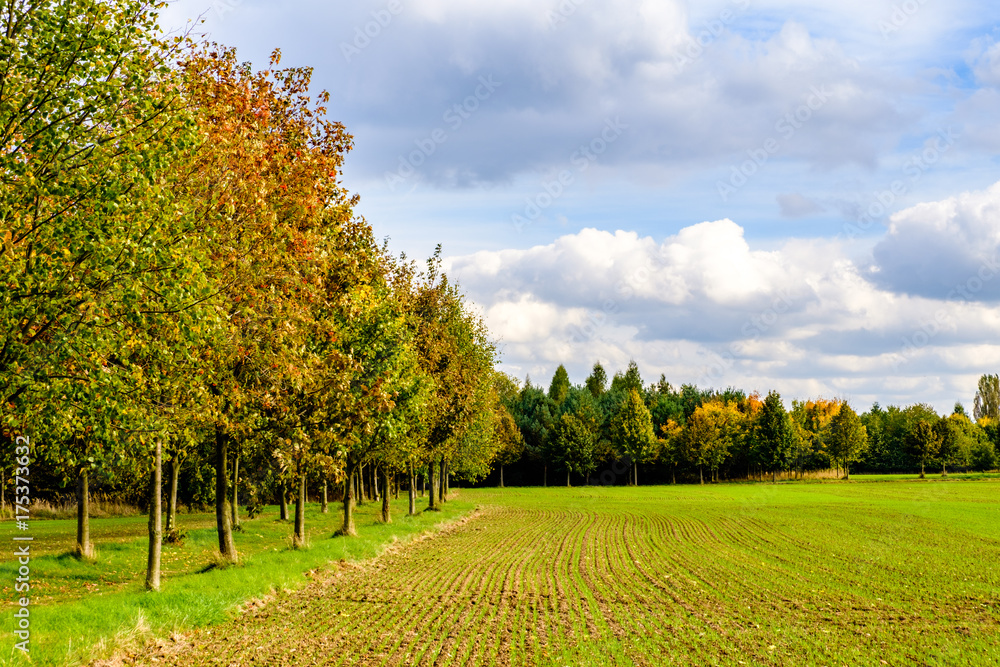 Field and trees in Autumn
