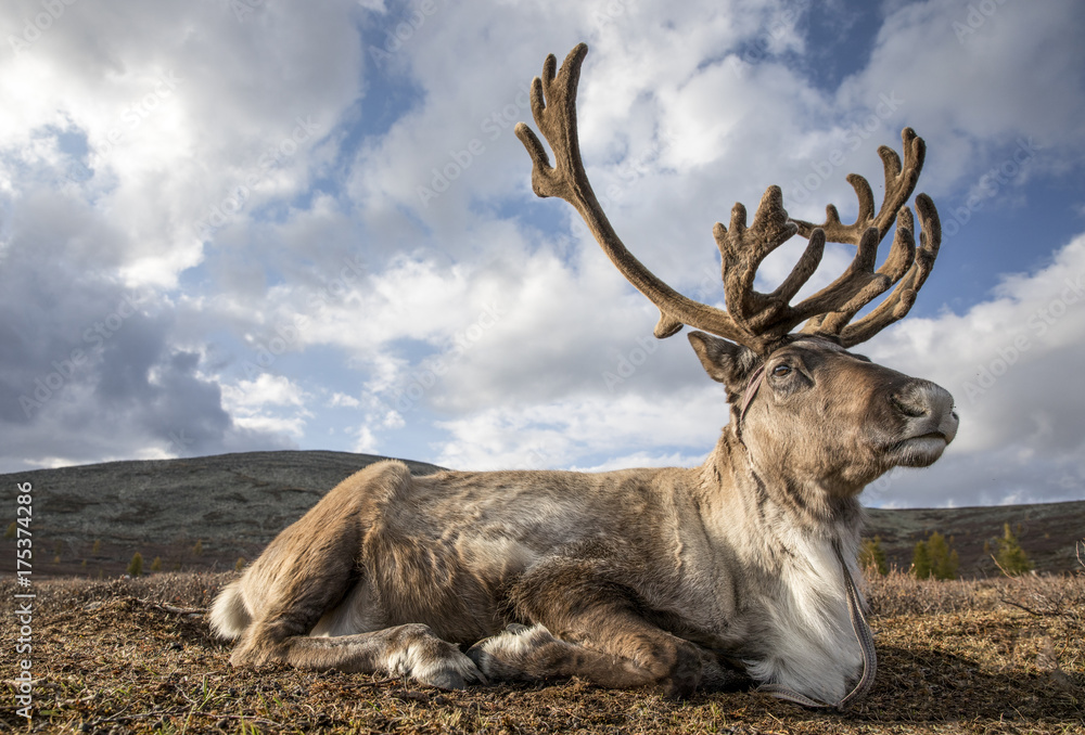 Obraz premium renifer odpoczywa w krajobrazie północnej Mongolii