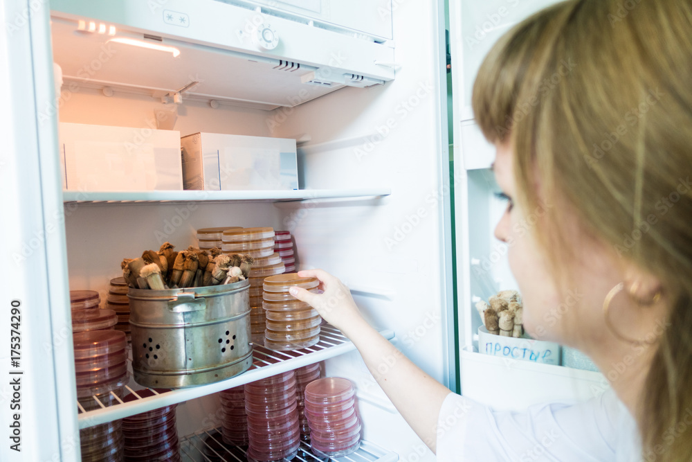 Petri dishes in a incubator thermostat StockFoto Adobe Stock
