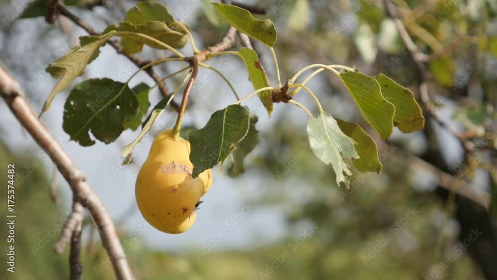 Shallow DOF Pyrus communis tree branches slow motion - Tasty yellow organic pear fruit close-up slow-mo Shallow DOF Pyrus communis tree branches slow motion - Tasty yellow organic pear fruit close-up slow-mo