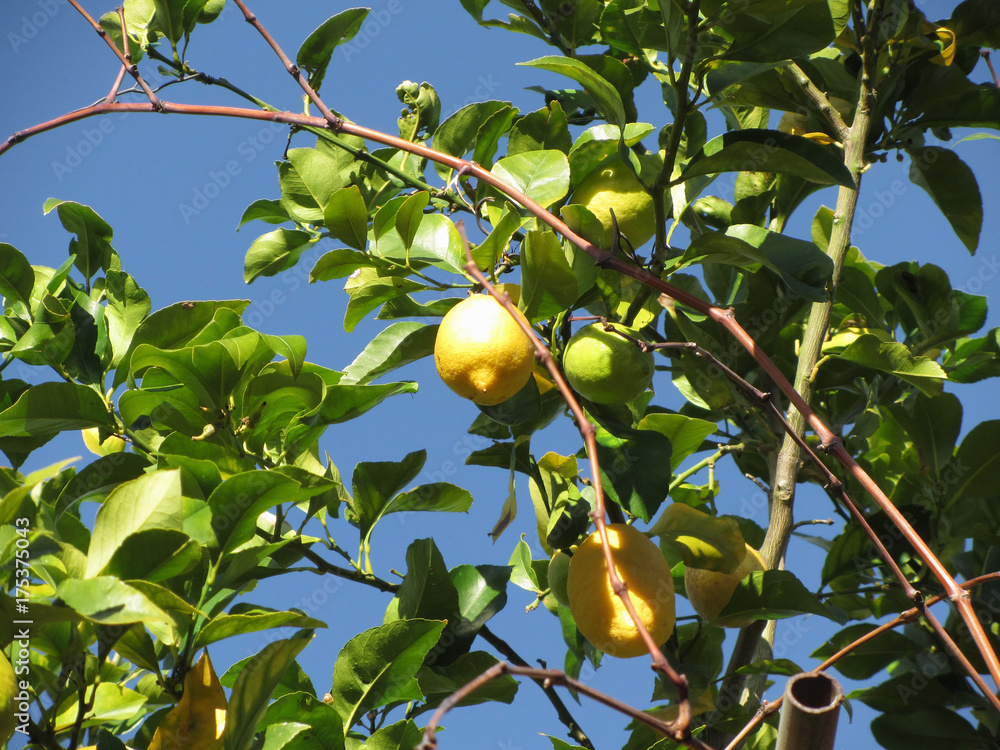 Lemon fruits hanging on the tree against the blue sky