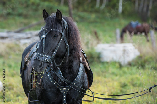 Black beauty horse closeup portrait © olinchuk