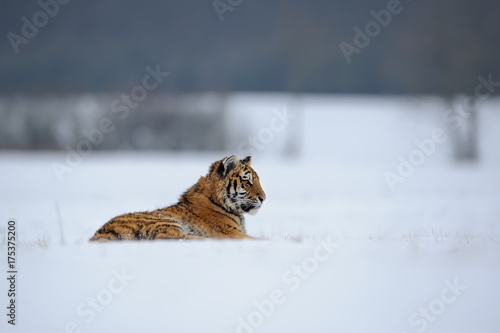 Tiger lying on snowy meadow