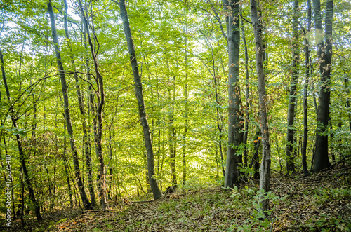 Fototapeta Naklejka Na Ścianę i Meble -  The forest in autumn colors 