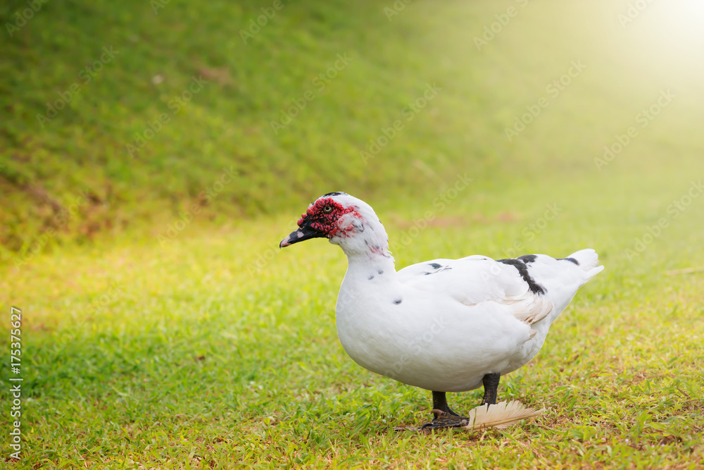 White duck walking in green field..Large duck with red wattles,natural blurred background. White duck walking in green field..Large duck with red wattles,natural blurred background.