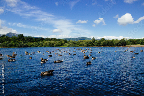Ducks on a Lake