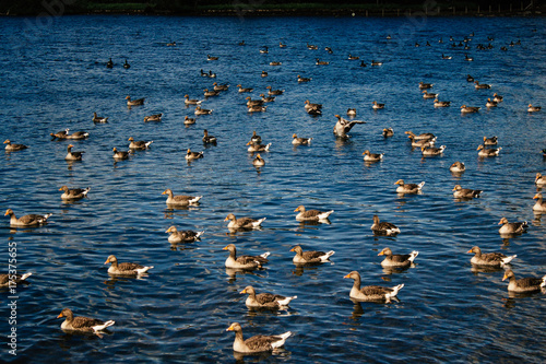 Obraz na plátne Ducks on a Lake