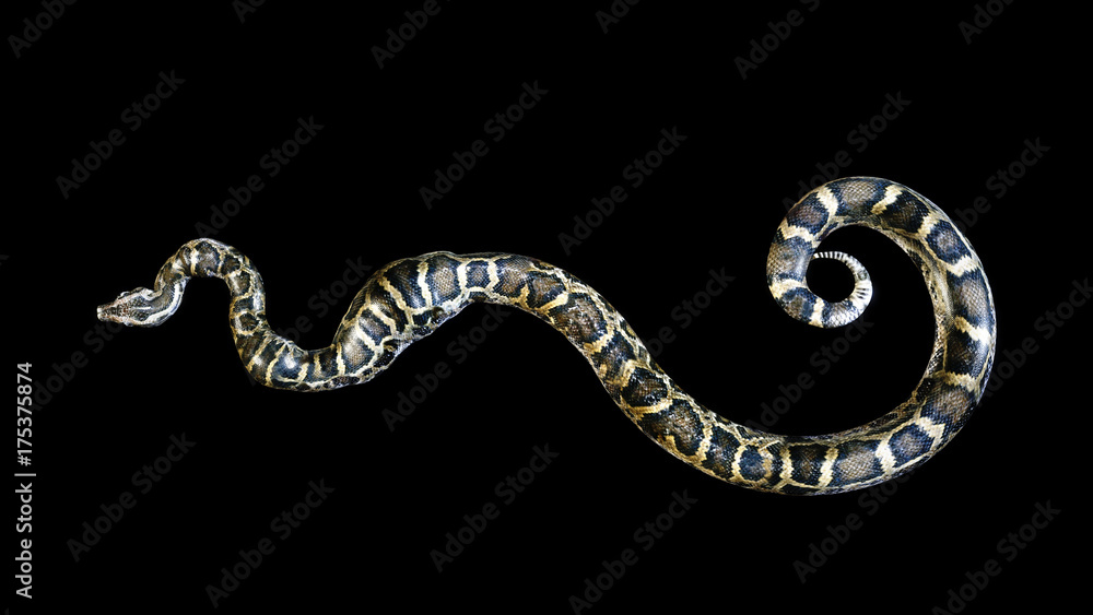 Naklejka premium Big 3D Boa Constrictor and isolated on black background, 3d illustration, 3d rendering, ball python.