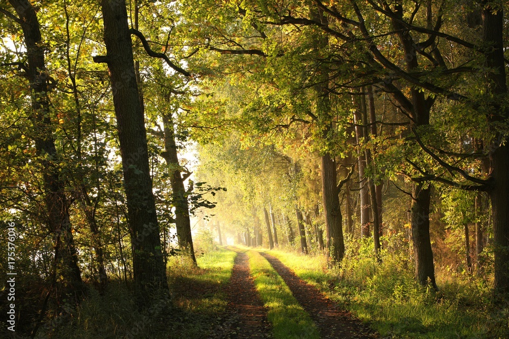 Fototapeta Wiejska droga przez las rano