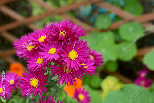 Michaelmas daisies with deep pink petals