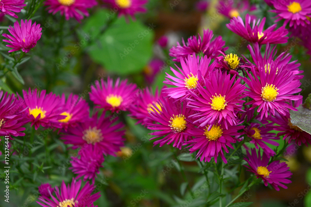 Cluster of Michaelmas daisies with magenta petals and yellow centres Cluster of Michaelmas daisies with magenta petals and yellow centres