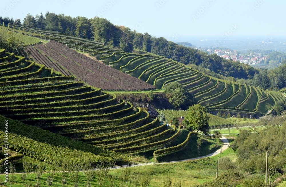 Weinberg in Hanglage bei Durbach in der badischen Weinregion, Ortenau 