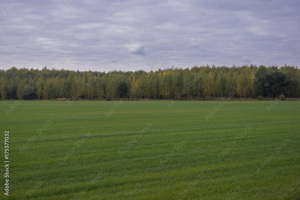 Young shoots of winter crops