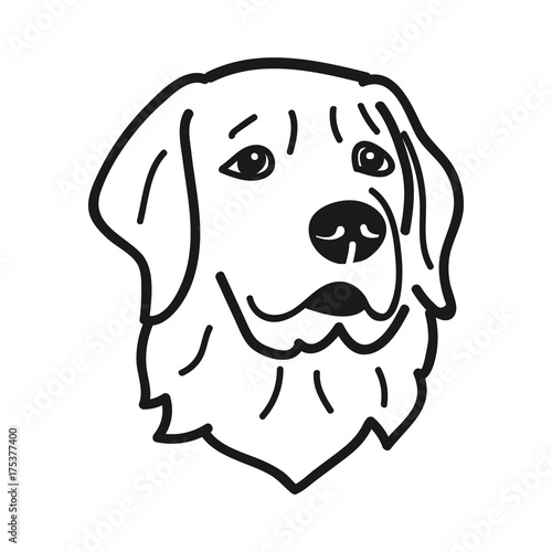 Portrait of sad golden retriever dog breed on white background,Vector illustration