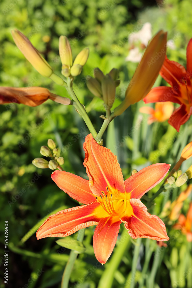 Fototapeta premium Tiger lilies in garden. Lilium lancifolium (syn. L. tigrinum) is one of several species of orange lily flower to which the common name Tiger Lily is applied.
