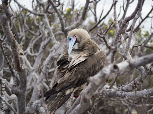 Red Footed Booby - Bartolome Island, Galapagos, Ecuador photo