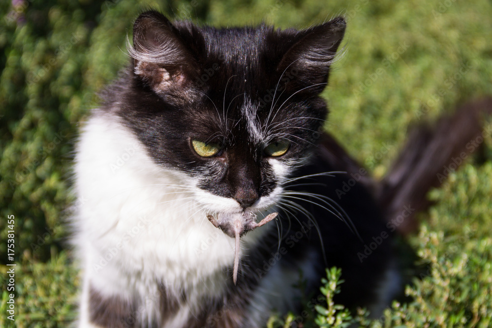 Cute cat caught a mouse and holds in teeth outdoor Cute cat caught a mouse and holds in teeth outdoor