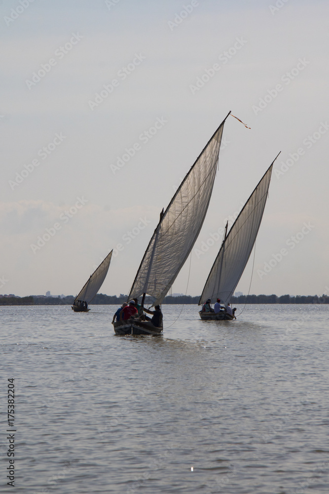 Obraz premium Vela Latina 