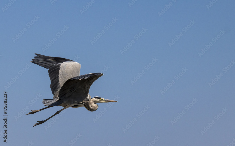 Fototapeta premium Ardea Alba (Garceta Grande)