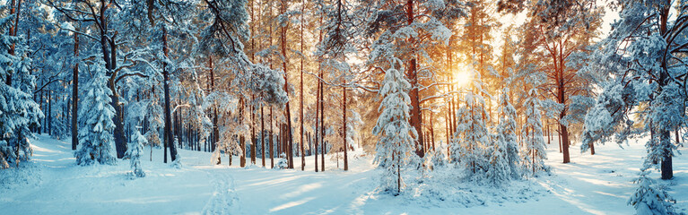 Pine trees covered with snow on frosty evening. Beautiful winter panorama