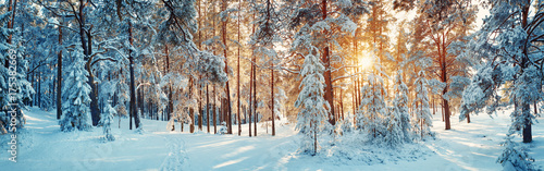 Pine trees covered with snow on frosty evening. Beautiful winter panorama © candy1812