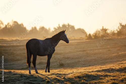 Horse in misty sunlight © castenoid