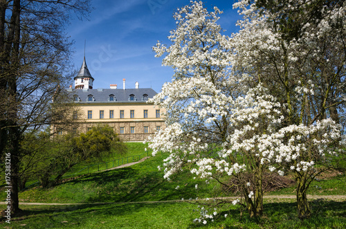 Abloom tree with castle on the background, Radun, Czech Republic photo