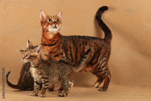 Obraz na plátně Striped cat of Toyger breed with two kittens