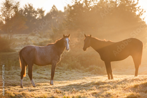 Two horses in misty sunlight