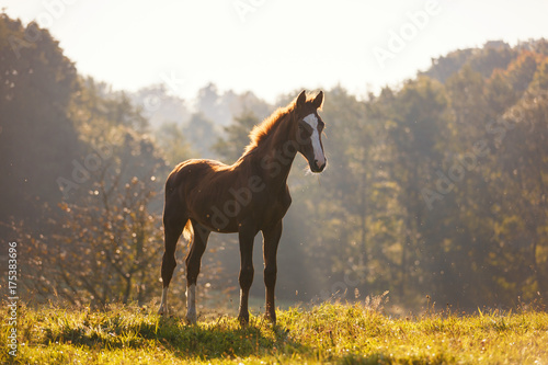 Leinwand Poster Cute foal in morning sunlight