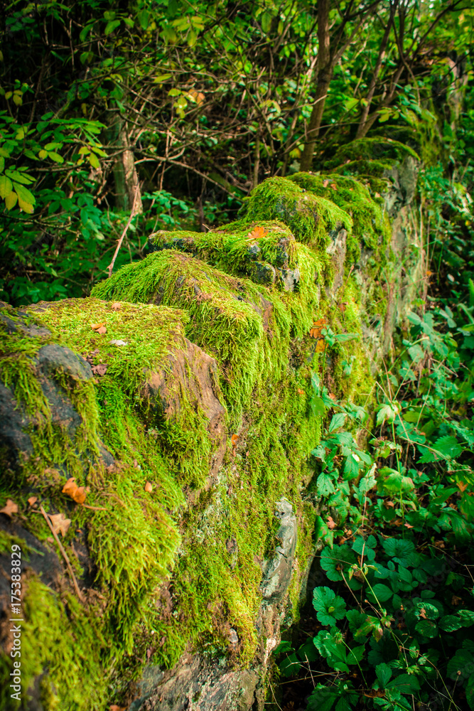 Mossy wall Mossy wall