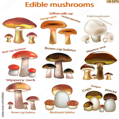 Set edible mushrooms. Edible fungus. Vector Illustration to culinary sites or cookbook. Recipe mushrooms, vegetarian menu, kitchen interior design.