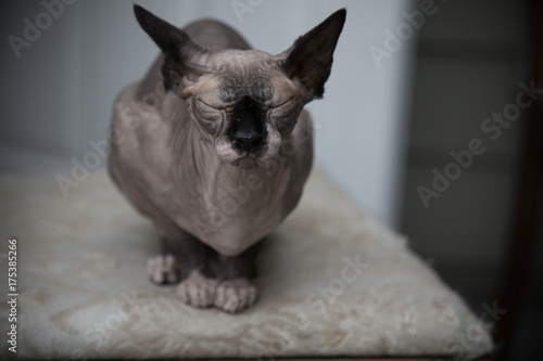 Cute canadian sphinx hairless cat resting alone background 