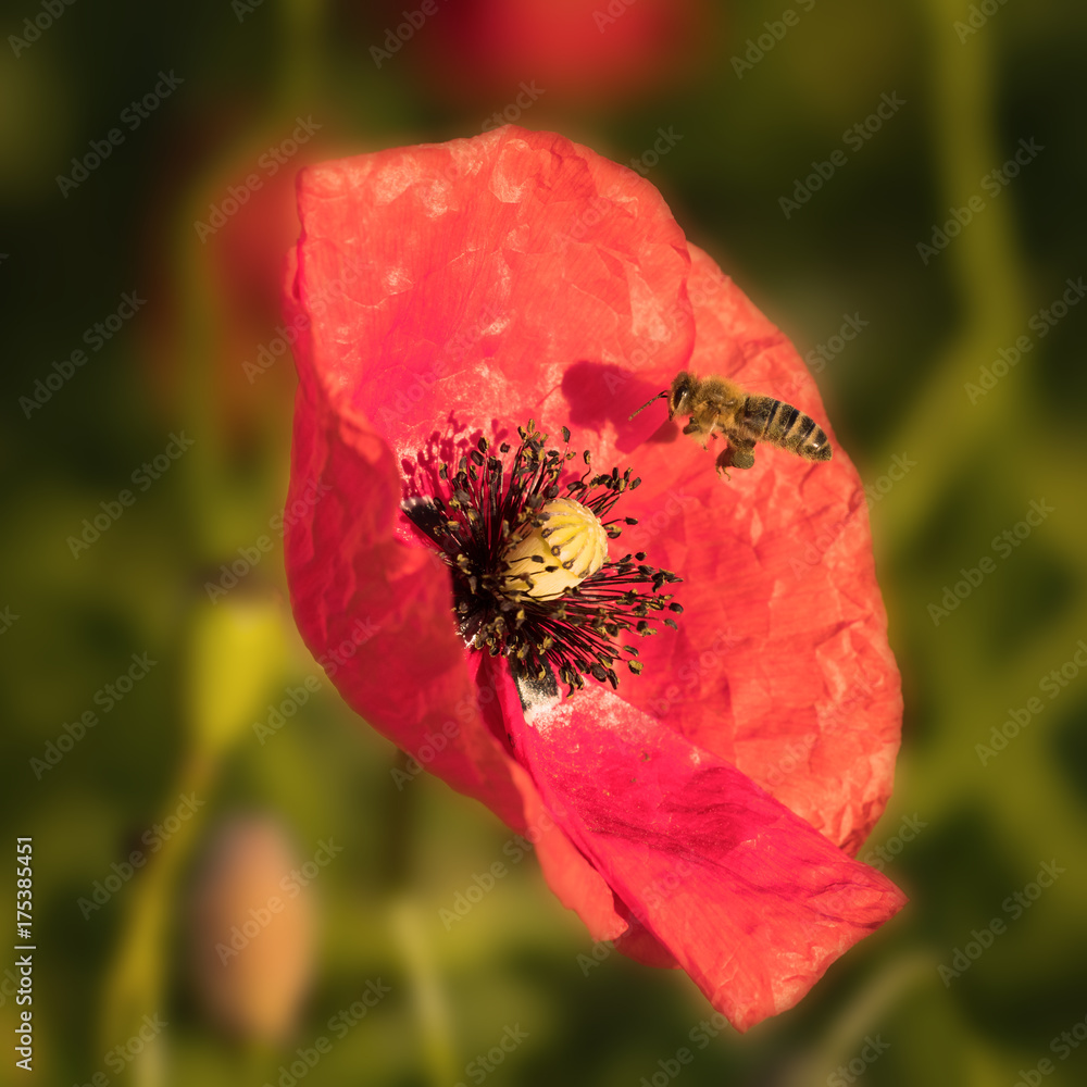 Bee with Opium poppy, blossom Bee with Opium poppy, blossom