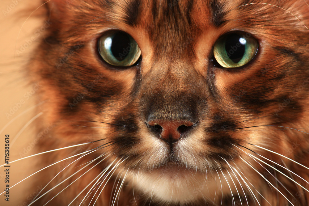 Portrait of a long haired tabby cat Portrait of a long haired tabby cat