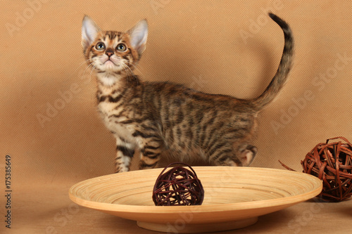 Cuadro en lienzo A small kitten of breed Toyger looks up near a plate with wooden balls
