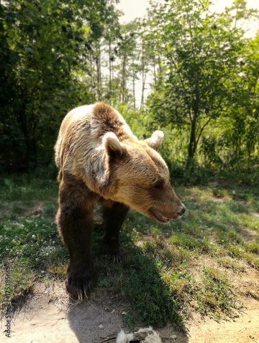 Curious brown bear in the forest