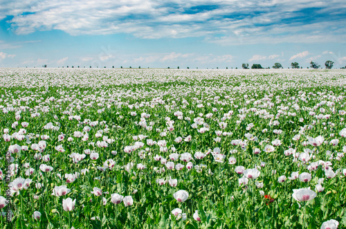 White poppy / Papaver somniferum L., field of opium