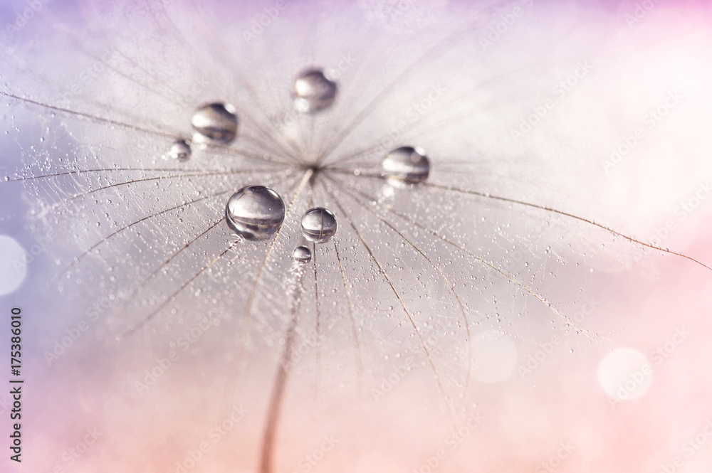 Silver droplets of dew on a dandelion.Selective focus. Dandelion on a multi-colored neyunom background. - obrazy, fototapety, plakaty 