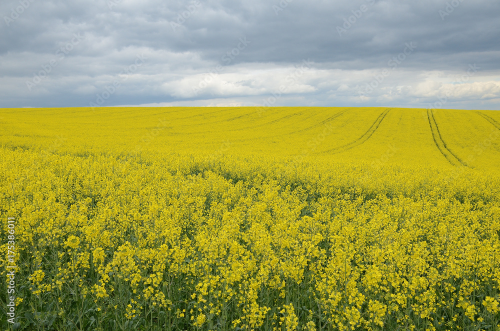 Fototapeta premium Rape field with dark cloudy sky