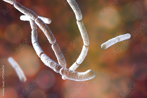 Foto Bacillus subtilis, gram-positive bacteria, non-pathogenic for humans, used as fungicides on plants and in biotechnology for antibiotic production