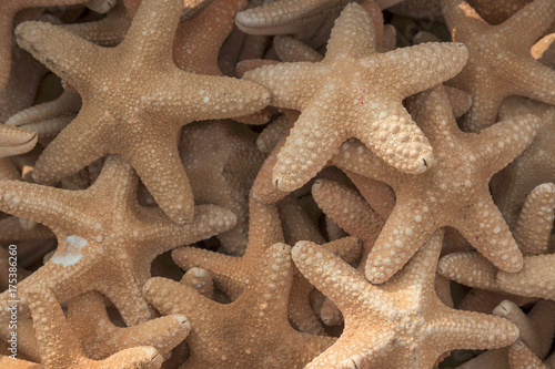 Group of Starfish, dried
