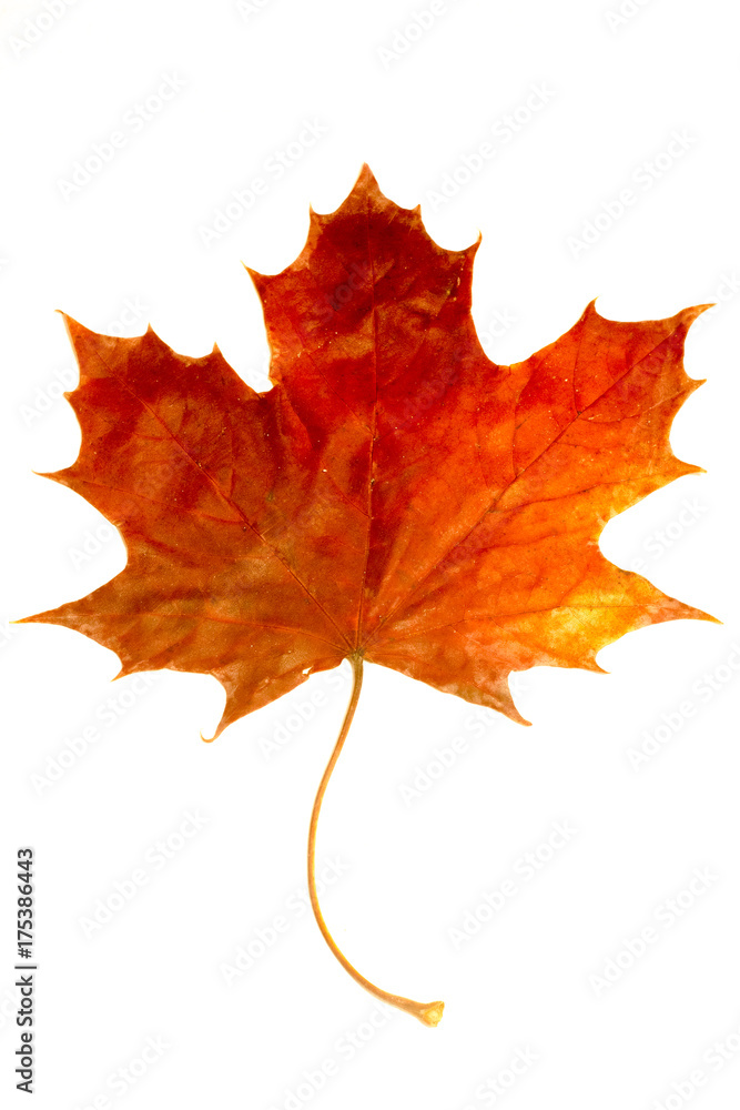 Fototapeta premium Maple leaf