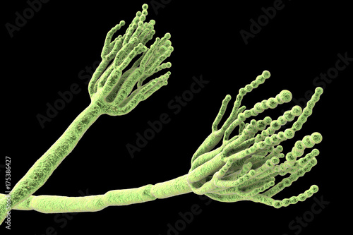 Fungi Penicillium which cause food spoilage and are used for production of the first antibiotic penicillin. 3D illustration showing spores conidia and conidiophore photo