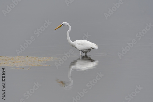 Great Egret Fishing